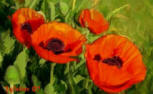 Poppies painting by Patricia Walter at the Poet's Corner - a gallery of Patricia's original poetry and art featuring poetry about love, life, freinds, dogs, cats, animals and humor
