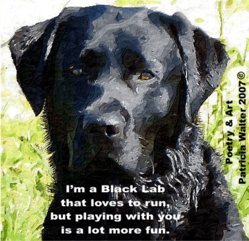 Black Lab I'm a Black Lab that loves to run but playing with you is a lot more fun. Poetry & Art by Patricia Walter 2007 ©